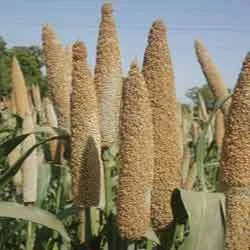 Yuvraj B 111 Hybrid Bajra Seeds