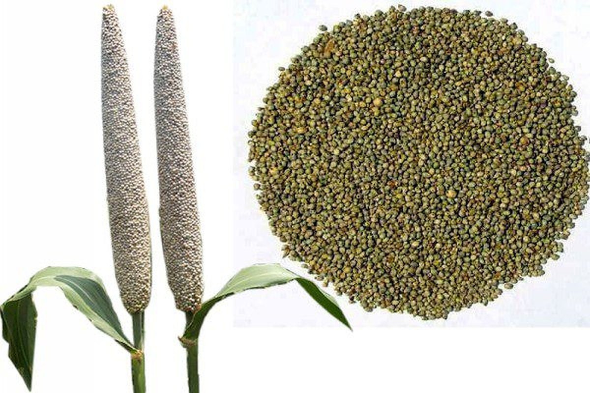 Bajra Seeds