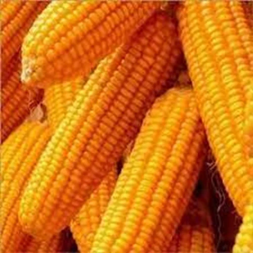  M 512 Hybrid Maize Seeds