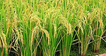 Karan P 51 Improved Paddy Seeds