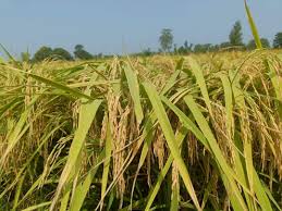 Vivek P 52 Improved Paddy Seeds