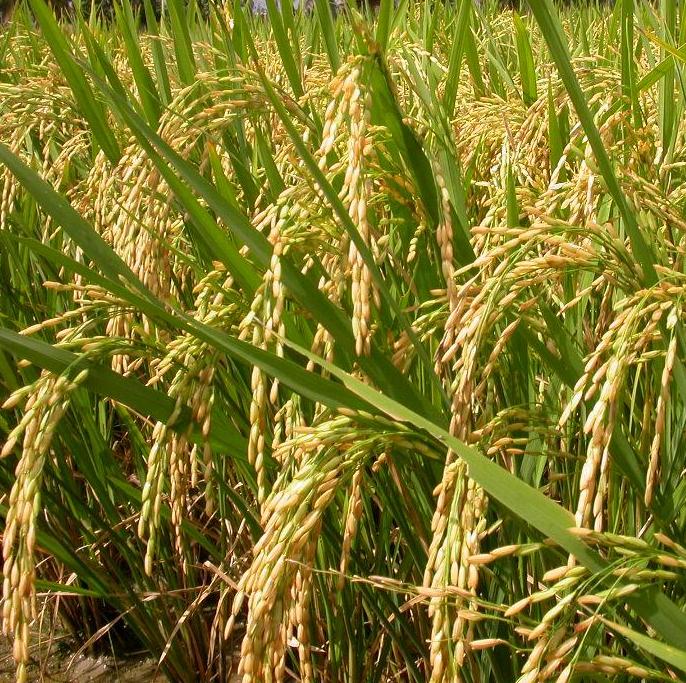 P 53 Improved Paddy Seeds