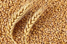 Wheat Seeds
