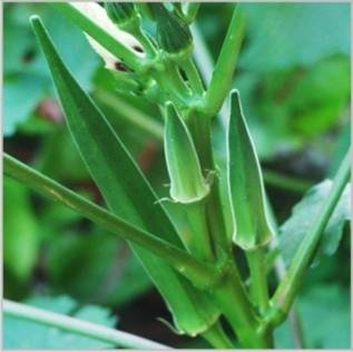 Bhindi Seeds
