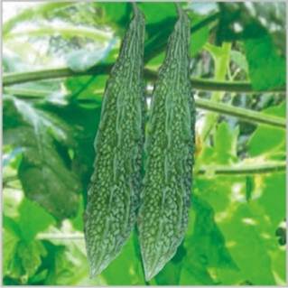Bitter Gourd Seeds