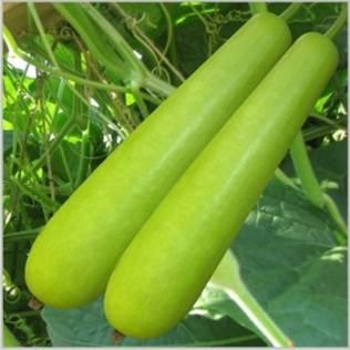 Bootle Gourd Seeds