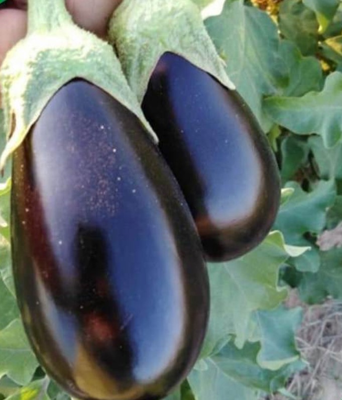 Hybrid Brinjal Ravikiran Seeds