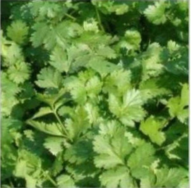 Coriander Seeds