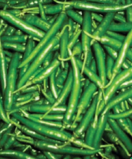 Hybrid Chilly Hot King