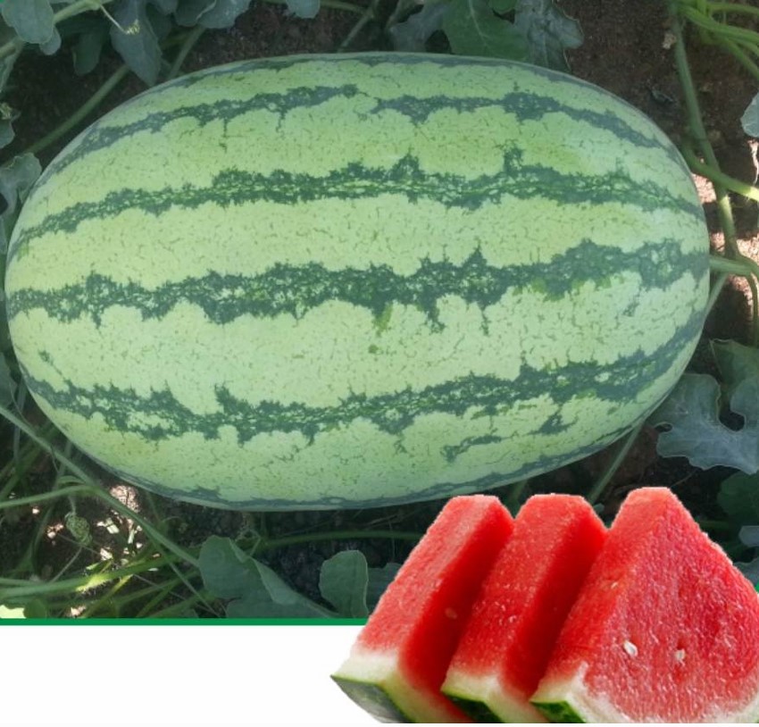 Watermelon Seeds