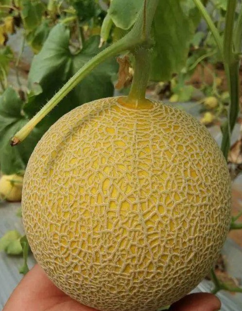 Musk Melon Seeds
