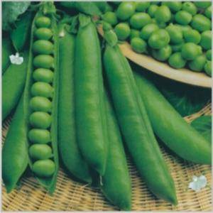 Pea Seeds
