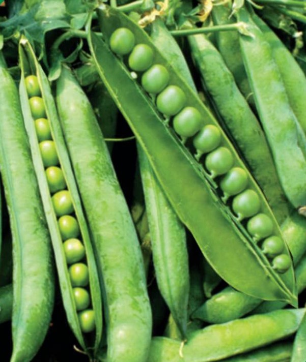 Improved Pea Pisola Seeds