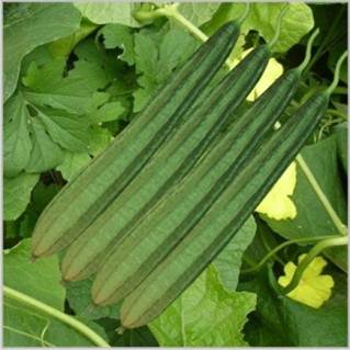 Ridge Gourd Seeds