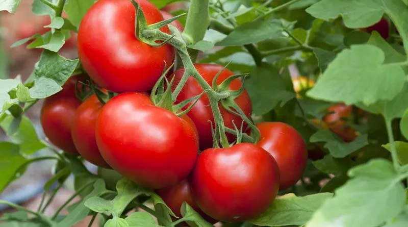 Hybrid Tomato Sonal Seeds