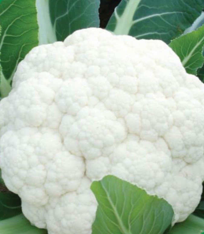 Hybrid Cauliflower Seeds White Ball
